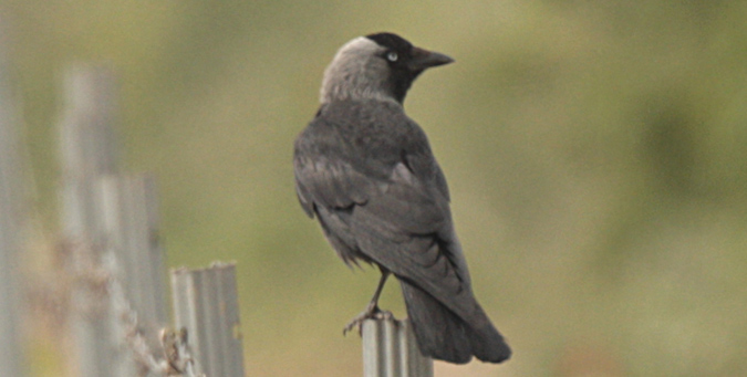 Gralla (Corvus monedula)