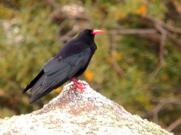 Gralla bec vermell (Pyrrhocorax pyrrhocorax)