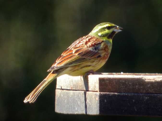 Gratapalles, Escribano soteño (Emberiza cirlus)