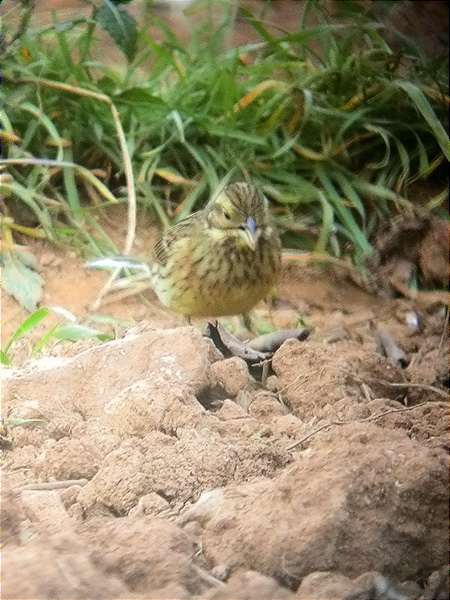 Gratapalles femella, escribano soteño (Emberiza cirlus)