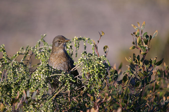 Griva cerdana ??  (Turdus pilaris)(dudoso)