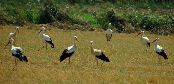 Cigonyes blanques (Ciconia ciconia)