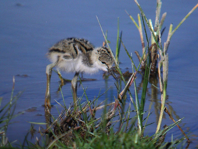 Cria de cames llargues (Himantopus himantopus)