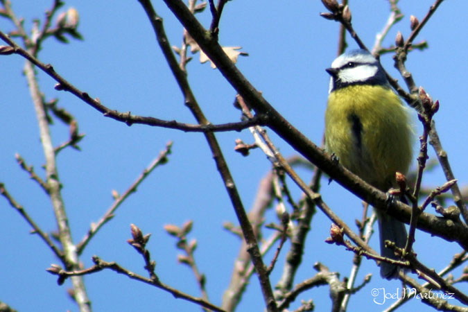 Herrerillo Común (Parus Caeruleus) II