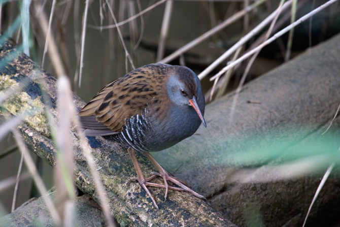 Rascló (Rallus aquaticus)