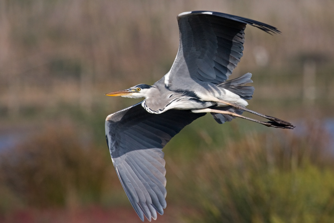 Bernat pescaire (Ardea cinerea)