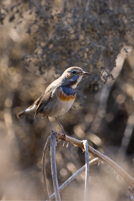 Cotxa Blava (Luscinia svecica)