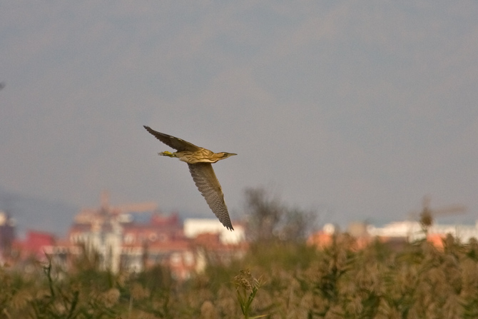 Bitó (Botaurus stellaris) 1/2