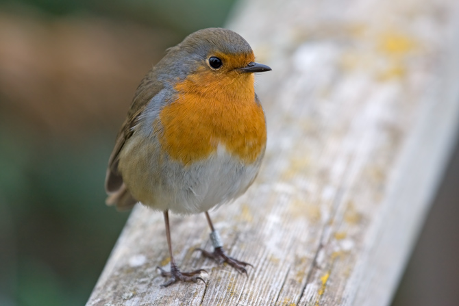 Pit-roig (Erithacus rubecula)