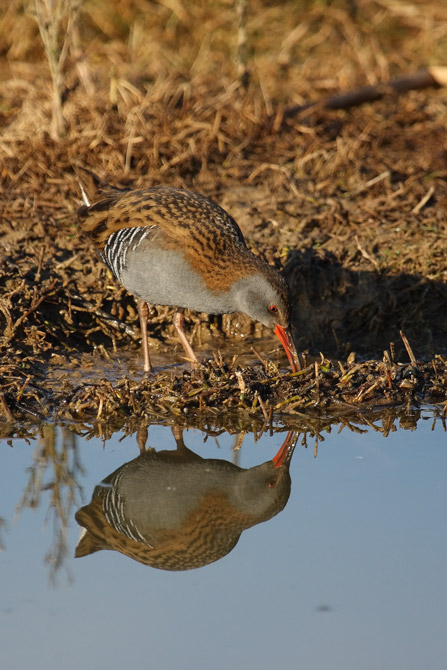 Rascló (Rallus aquaticus)