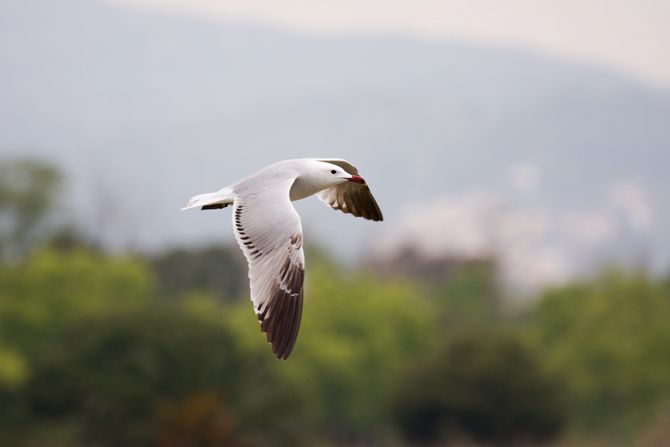 Gavina corsa (Larus Audouinii) 1/2