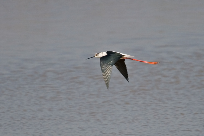 Camesllargues (Himantopus himantopus)