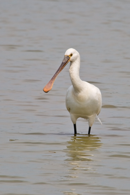 Bec-planer (Platalea leucorodia)