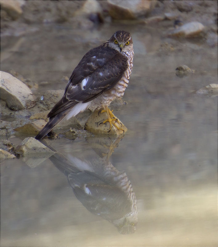 Mascle d'Esparver (Accipiter nisus)