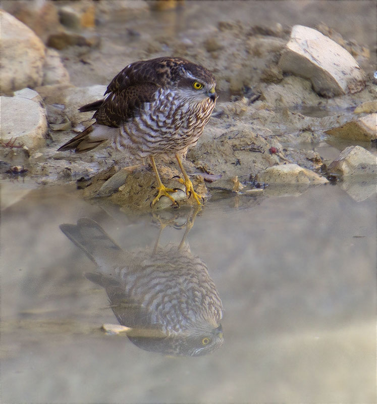 Mascle d'Esparver (Accipiter nisus)