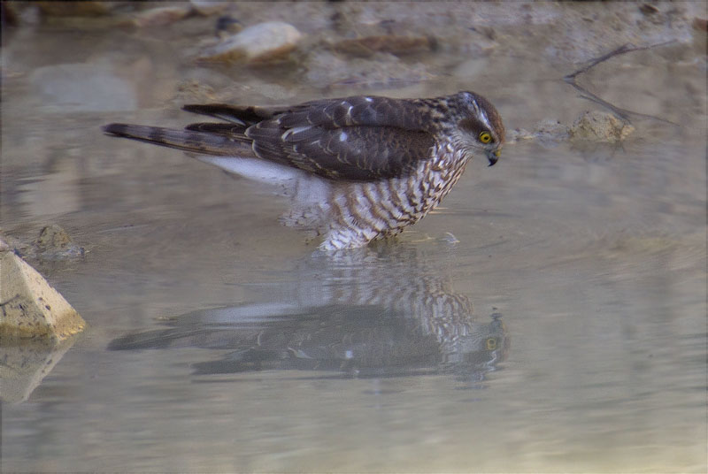 Mascle d'Esparver (Accipiter nisus)