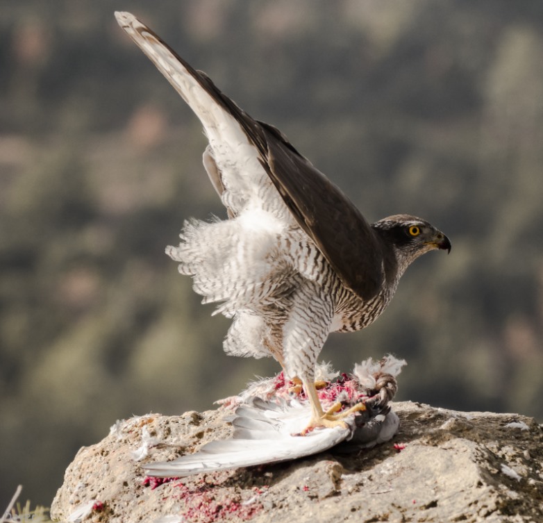 Azor (Accipiter gentilis)