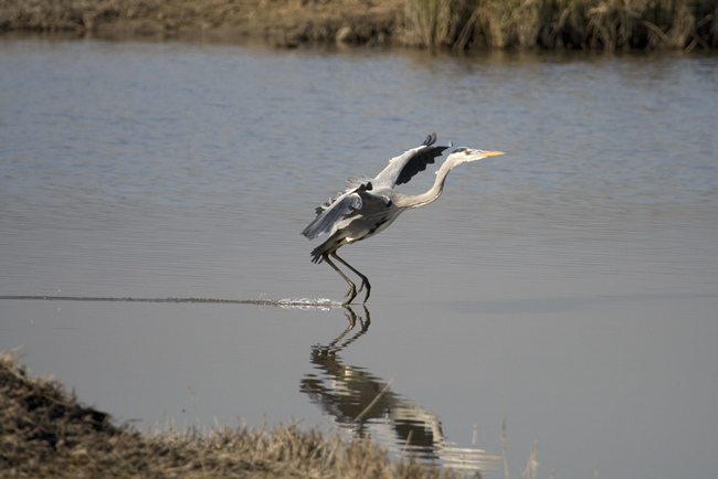 Bernat pescaire, Ardea cinerea