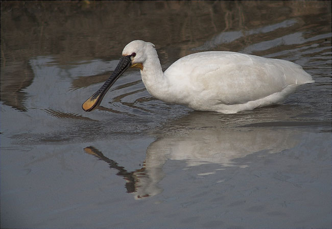 Bec-planer (Platalea leucorodia)