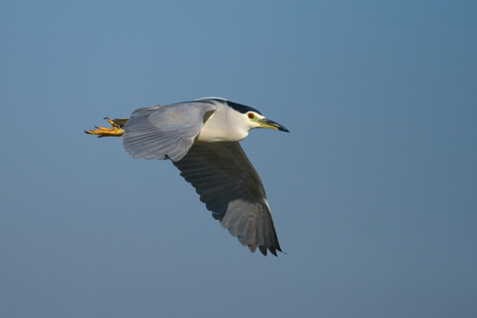 Martinet de nit (Nycticorax nycticorax)