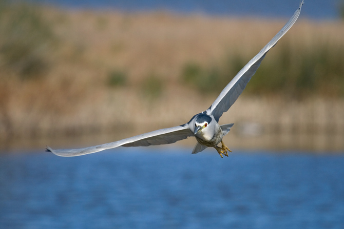 Martinet de nit ( Nycticorax nycticorax)