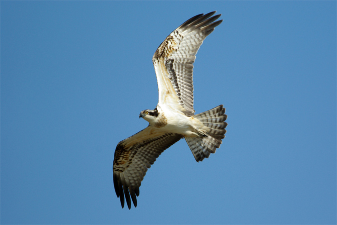 La "Pescadora del Delta"(Pandion haliaetus)