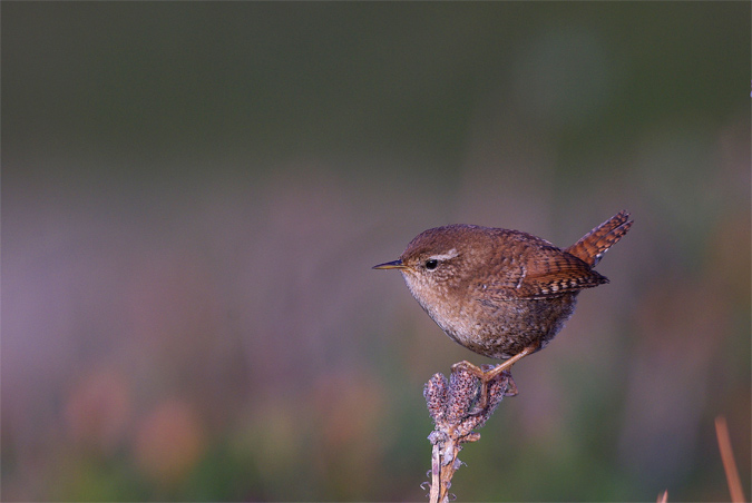 Cargolet(Troglodytidae)