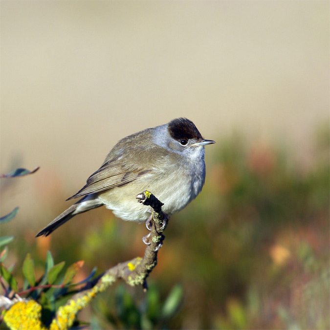 Tallarol de casquet-mascle(Sylvia atricapilla)