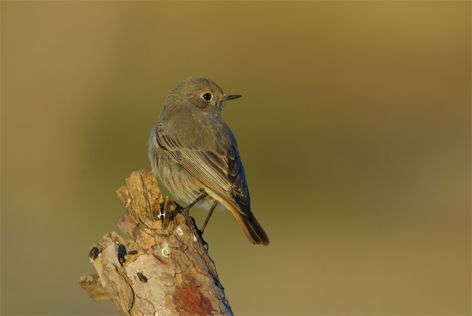 Cotxa fumada-femella(Phoenicurus ochruros)