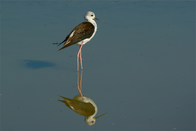 Reflejos