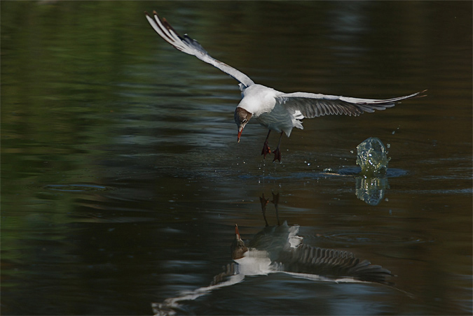 Gavina vulgar(Larus ridibundus)