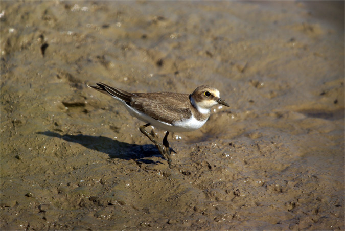 Corriol petit,"jove"(Charadrius dubius)