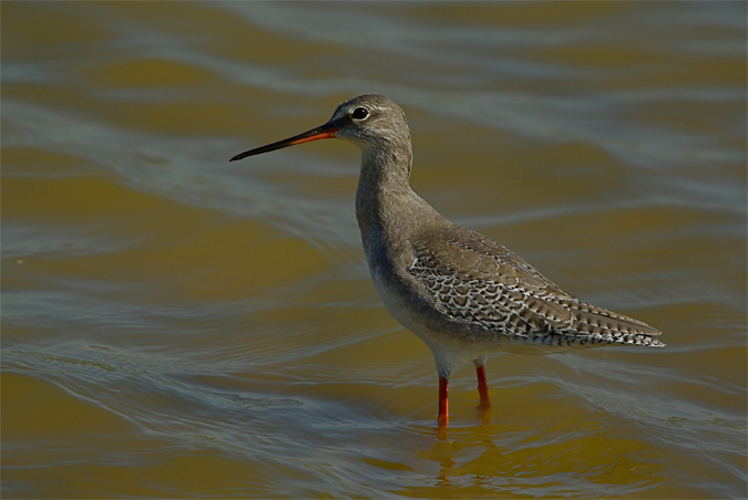 Gamba roja pintada(Tringa erythropus)