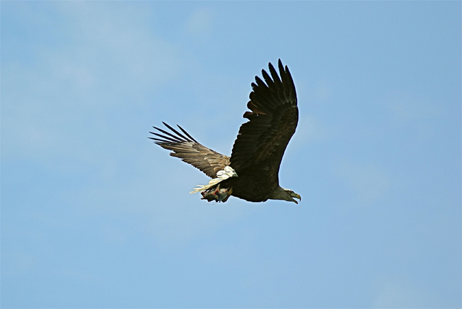 Águila marina(Haliaeetus albicila)