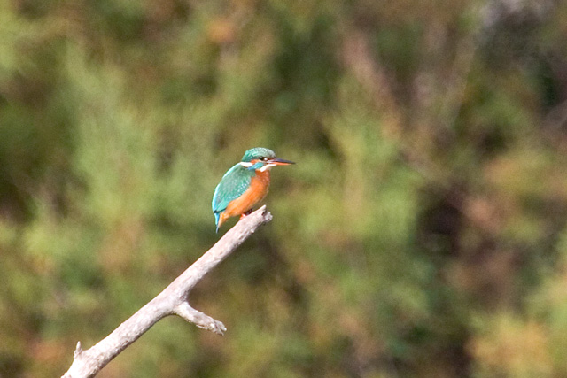 Blauet (alcedo athis)