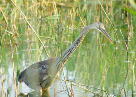 Agró Roig (Ardea Purpurea)