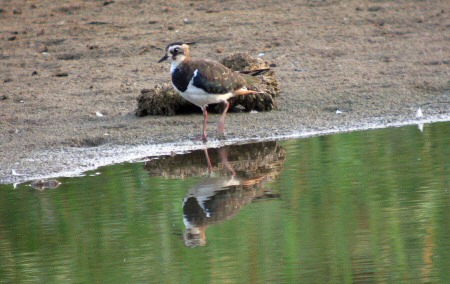 Fredeluga ( Vanellus vanellus)