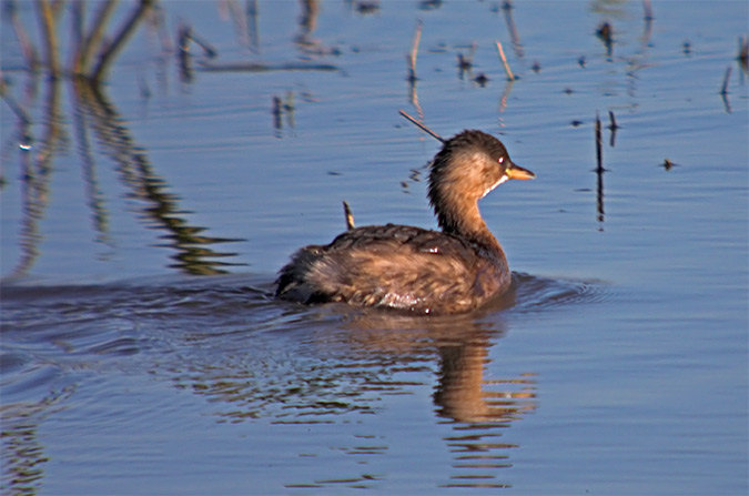 Cabusset (Tachybaptus ruficollis)