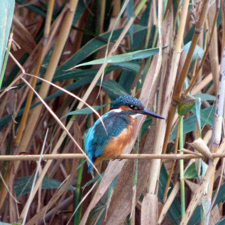 Blauet (Alcero Atthis)