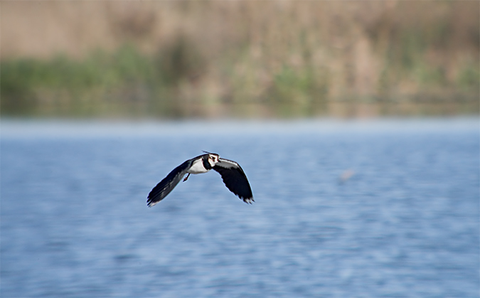 Fredeluga (Vanellus vanellus)