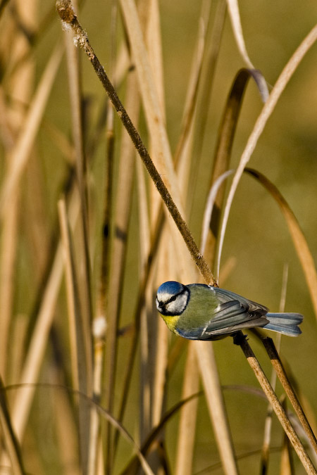 Mallarenga blava (Parus caeruleus)