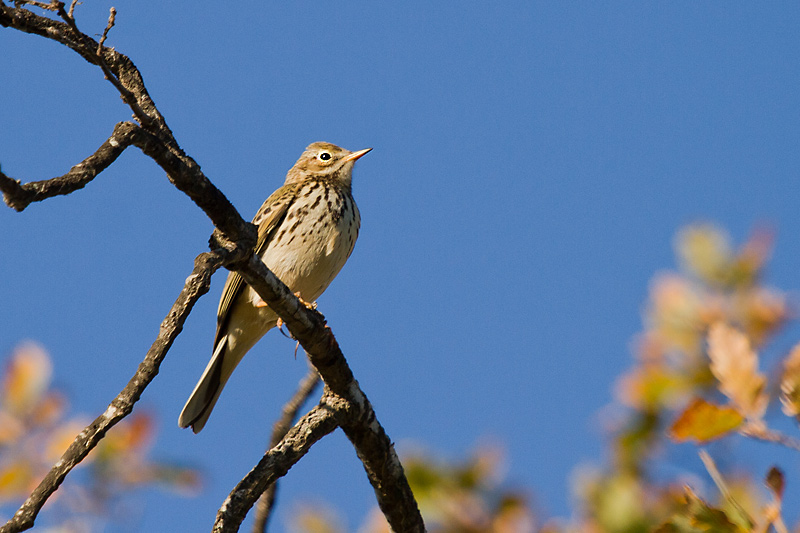 Titella I (Anthus pratensis)