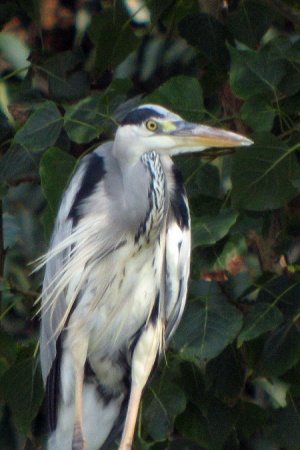 Bernat Pescaire (Ardea cinerea)