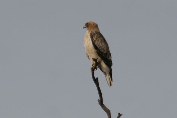 Aguila marcenca.Circaetus gallicus.