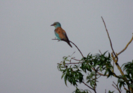 Gaig Blau ( Coracias garrulus )