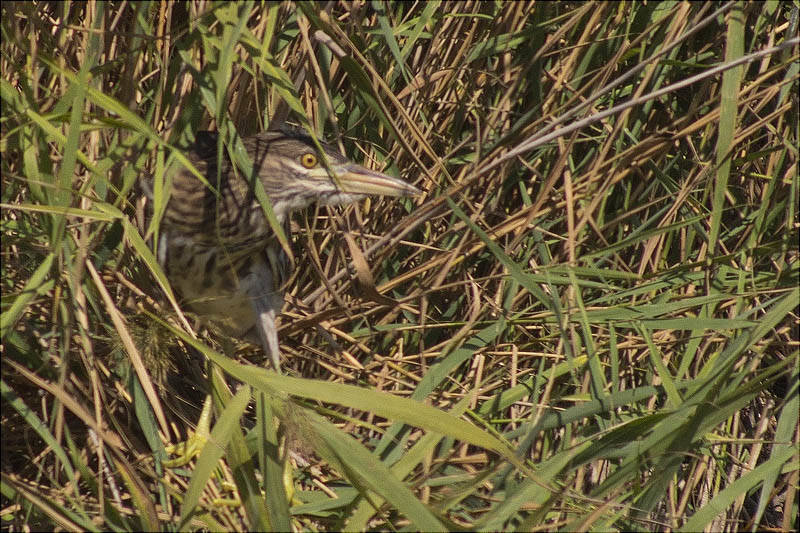 Martinet de nit (Nycticorax nycticorax)