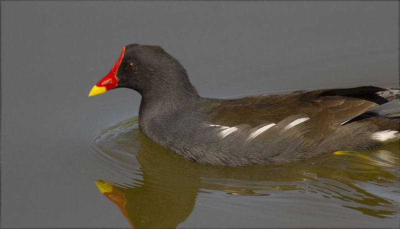 Polla d'aigua (Gallinula chloropus)