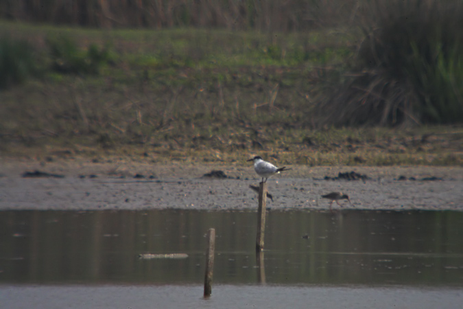 Xatrac Becllag (Sterna sandvicensis)