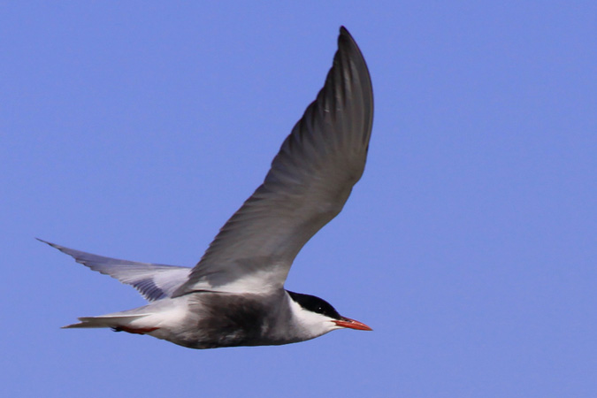 Fumarell carablanc (Chlydonias hybridus)