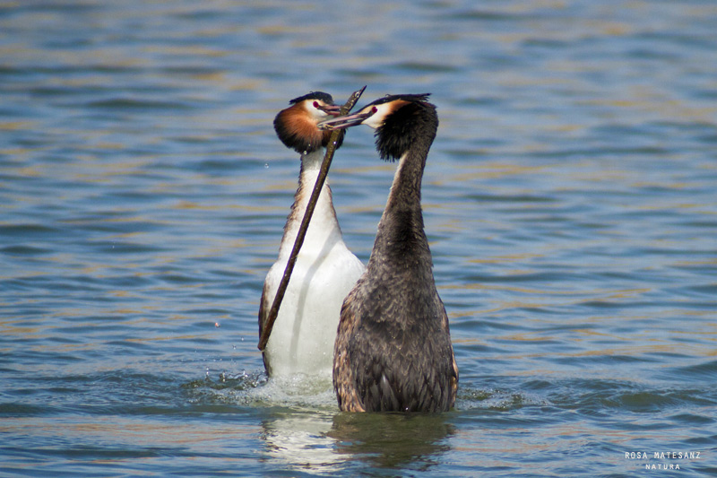 Parella de cabussó emplomallat (Podiceps cristatus)